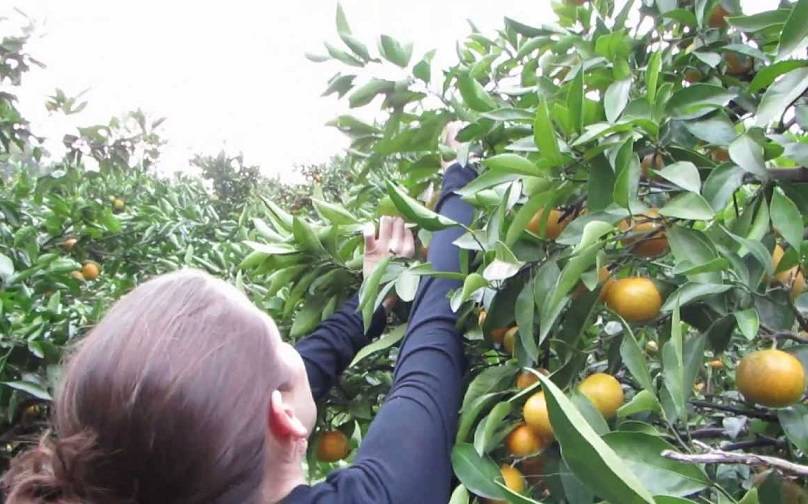Pilih Sendiri Buah di Kebun 